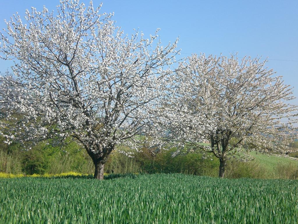 I Ciliegi Bed & Breakfast Osimo Dış mekan fotoğraf