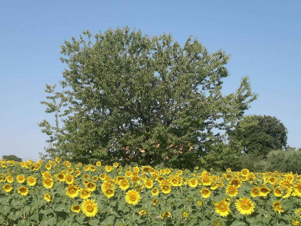 I Ciliegi Bed & Breakfast Osimo Dış mekan fotoğraf