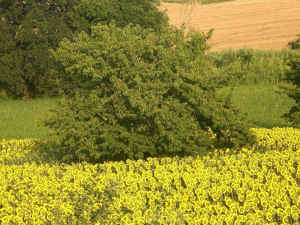 I Ciliegi Bed & Breakfast Osimo Dış mekan fotoğraf