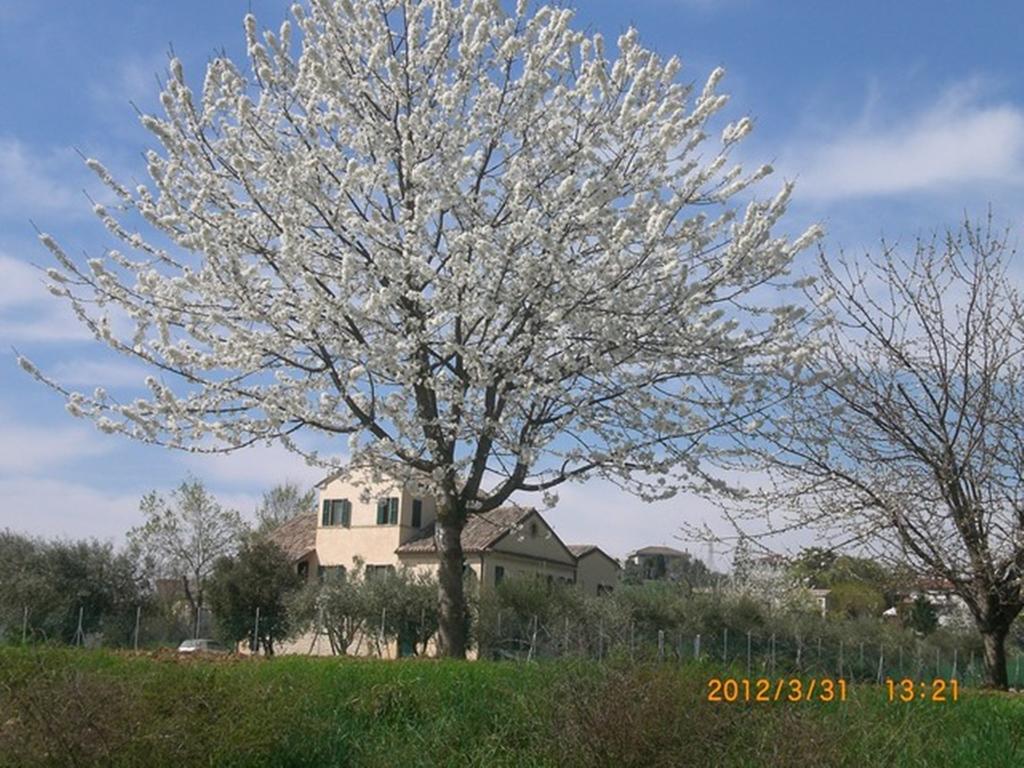 I Ciliegi Bed & Breakfast Osimo Dış mekan fotoğraf